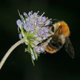 Succisa pratensis. Соцветие с опылителем (Bombus sp.). Республика Татарстан, национальный парк \"Нижняя Кама\". 10.08.2011.