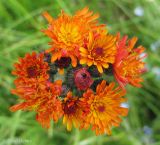 Pilosella aurantiaca. Соцветие (вид сверху). Украина, Закарпатская обл., Тячевский р-н, северно-восточные окр. с. Лопухов , перевал Легионов, горный луг. 21 июня 2011 г.