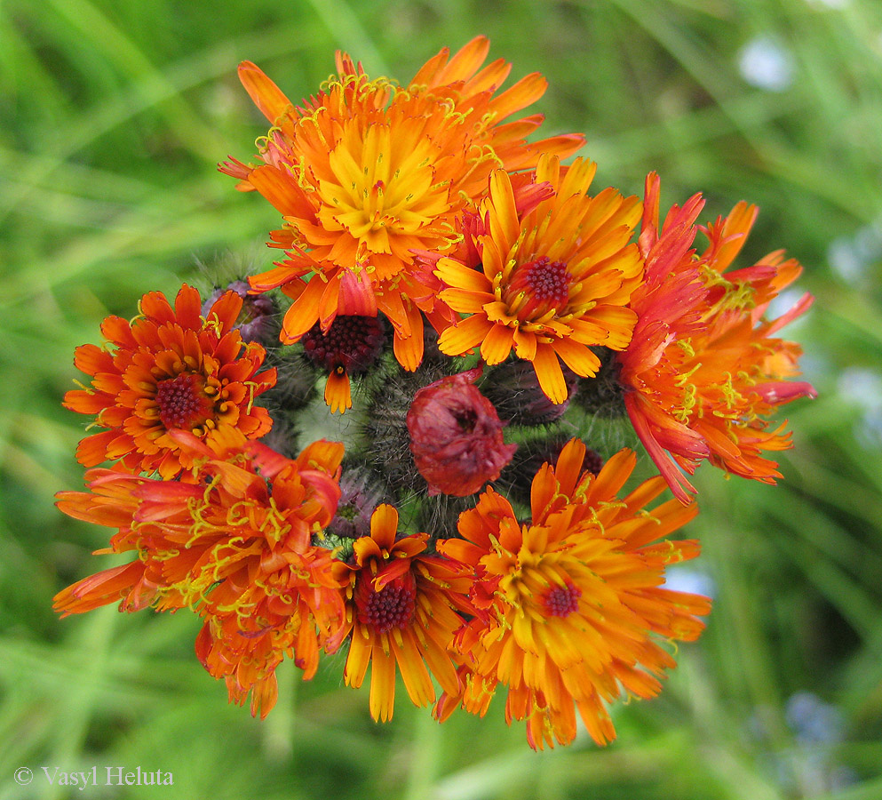 Image of Pilosella aurantiaca specimen.