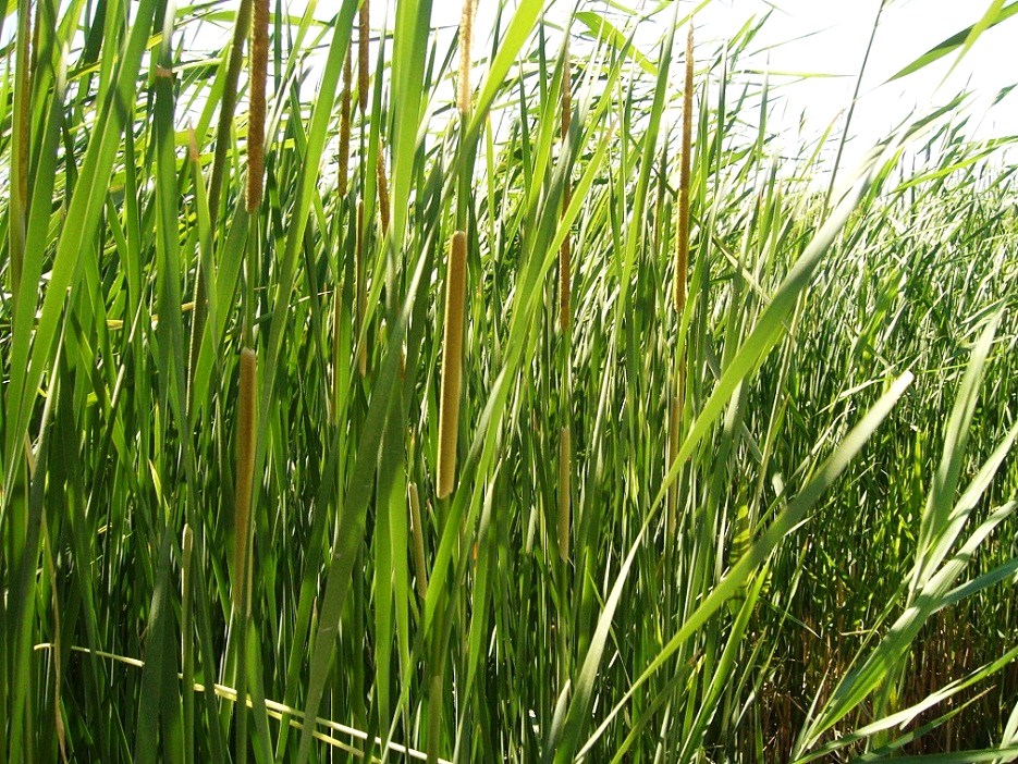 Image of Typha domingensis specimen.