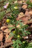 Chrysanthemum zawadskii