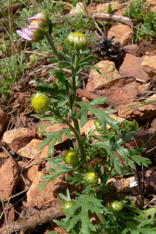 Image of Chrysanthemum zawadskii specimen.