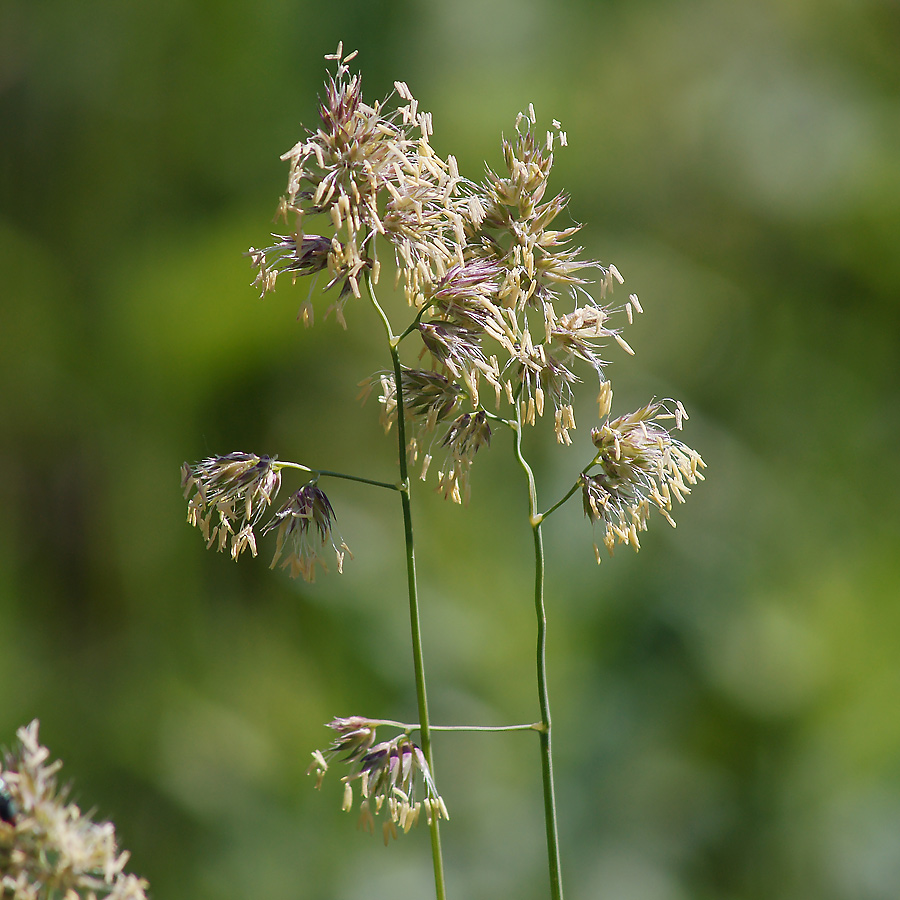 Изображение особи Dactylis glomerata.