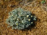 Atractylis carduus. Цветущее растение. Израиль, Шарон, г. Герцлия, высокий берег Средиземного моря. 27.04.2008.