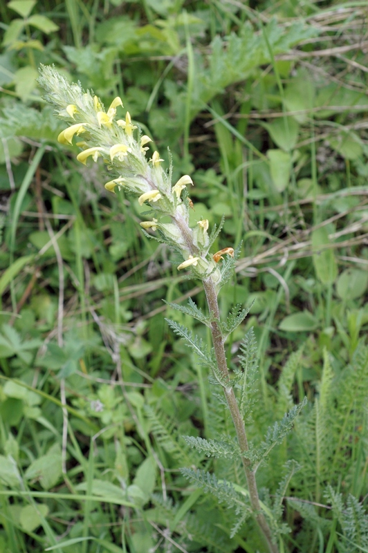 Изображение особи Pedicularis talassica.