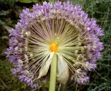 Allium giganteum