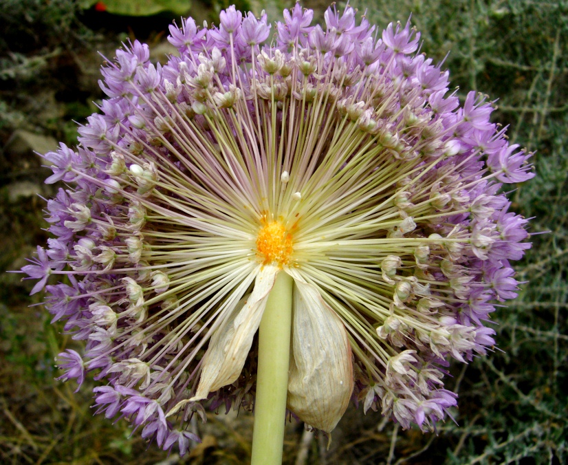 Изображение особи Allium giganteum.