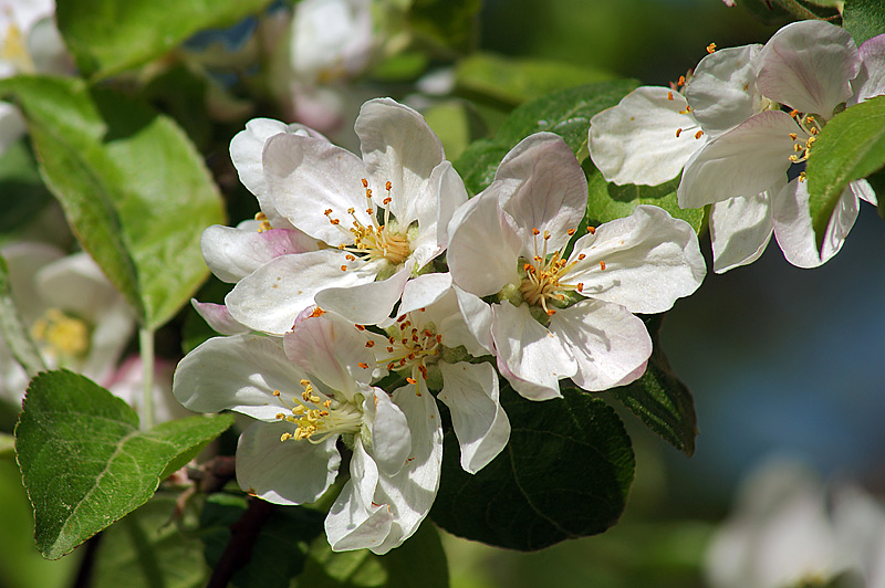 Изображение особи Malus domestica.