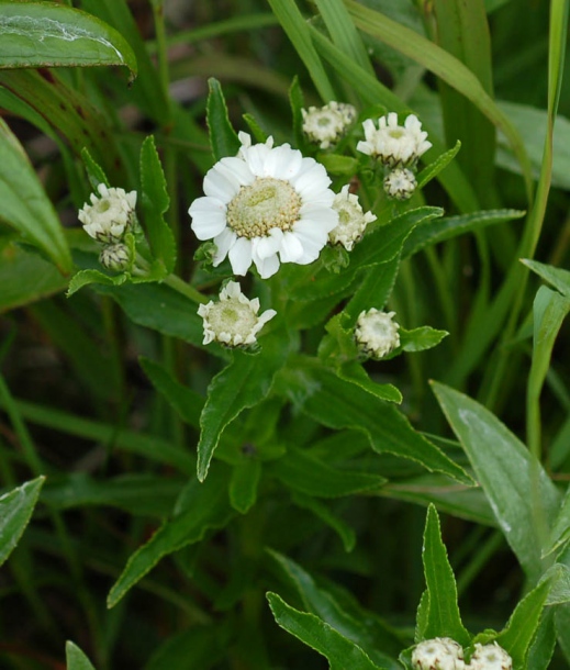 Изображение особи Achillea ptarmica ssp. macrocephala.