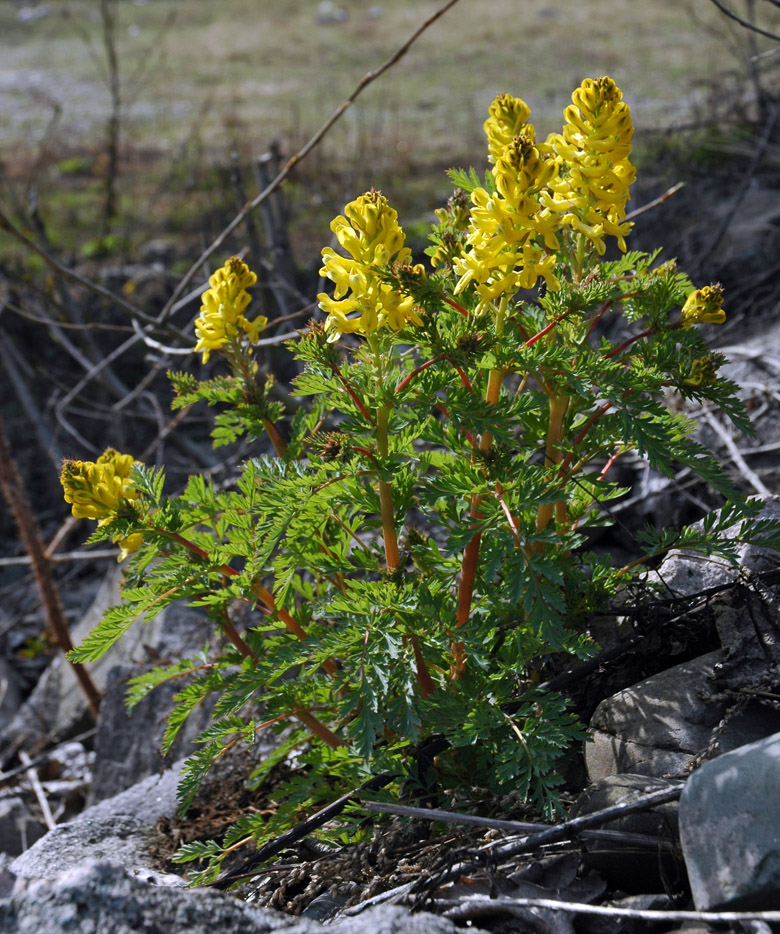 Image of Corydalis speciosa specimen.