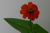 Zinnia elegans. Верхушка растения с соцветием. Германия, парковая зона г. Кемпен. 28.10.2008.