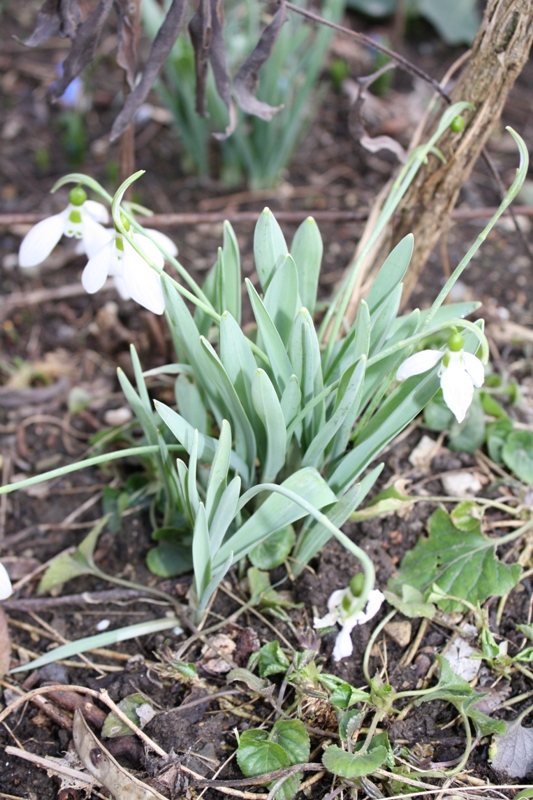 Image of Galanthus graecus specimen.