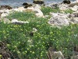 Crithmum maritimum. Цветущие растения на каменистом берегу моря. Крым, Керченский п-в, окр. горы Опук. 24.07.2011.