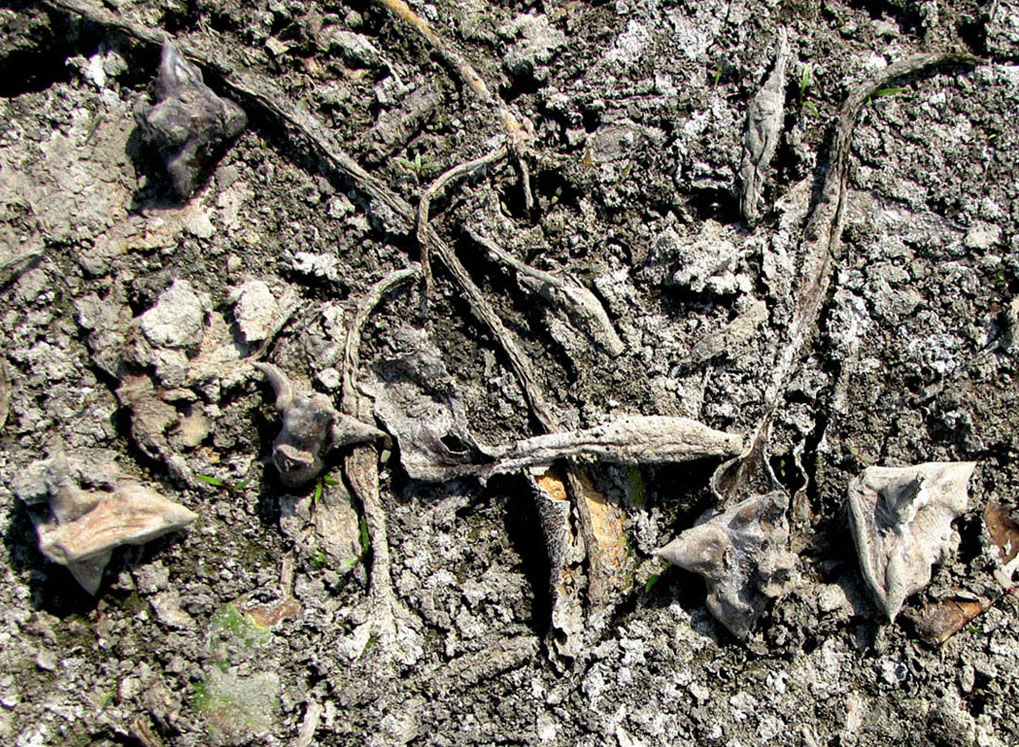 Image of Trapa astrachanica specimen.