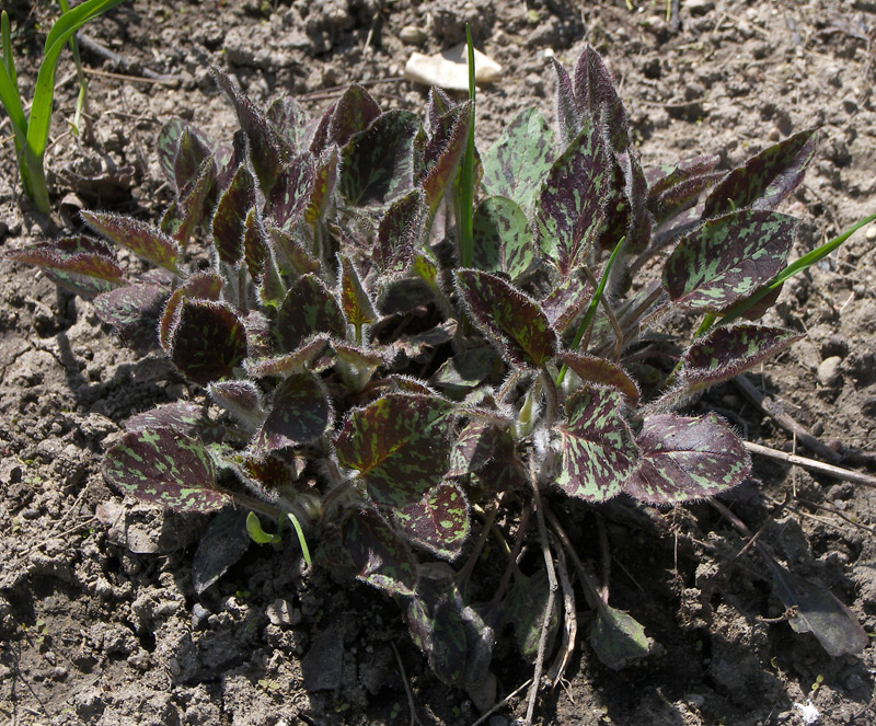 Изображение особи Hieracium maculatum.