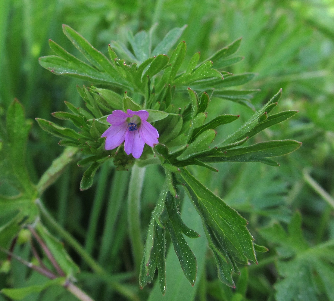 Изображение особи Geranium dissectum.