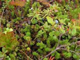 Empetrum sibiricum