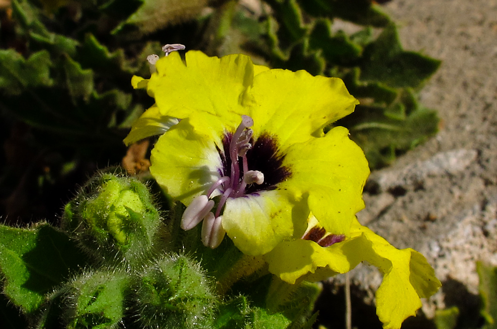 Изображение особи Hyoscyamus aureus.