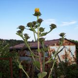 Inula helenium