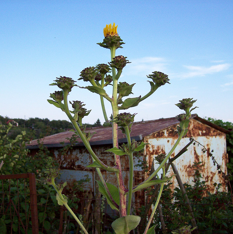 Изображение особи Inula helenium.