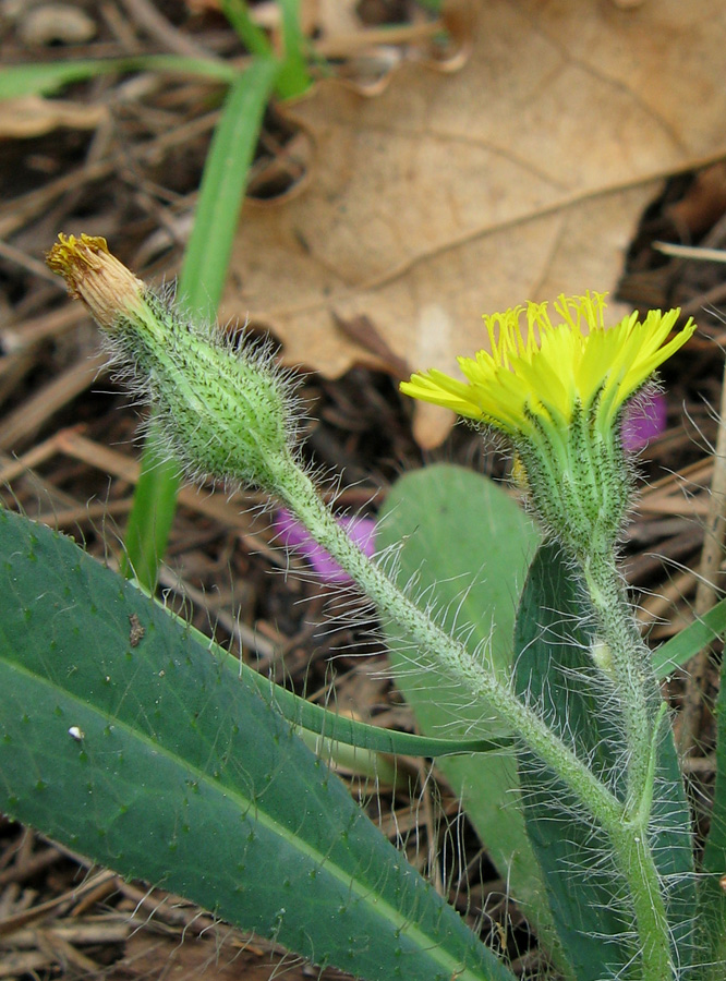 Image of Pilosella &times; bifurca specimen.