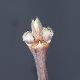 Image of taxon representative. Author is Евгений Захаров