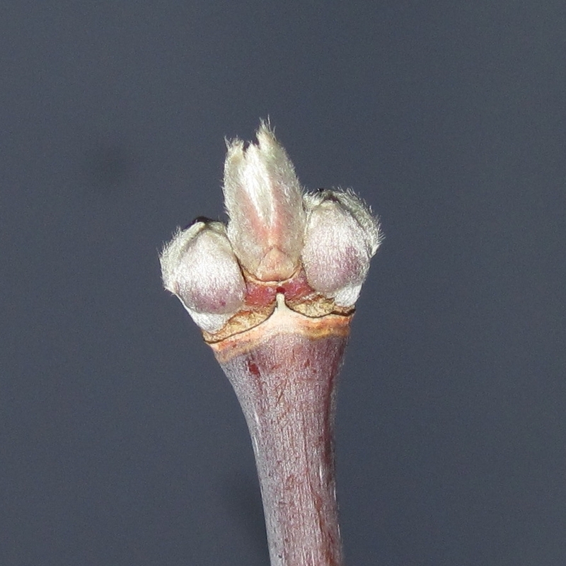 Image of Acer negundo specimen.