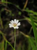 Stellaria filicaulis