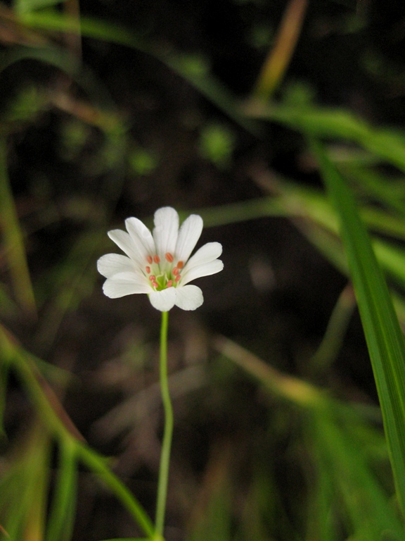 Image of Stellaria filicaulis specimen.