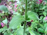 Melandrium dioicum. Часть побега. Ленинградская обл., Всеволожский р-н, окр. пос. Токсово. 1 июня 2012 г.