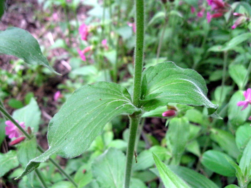 Image of Melandrium dioicum specimen.