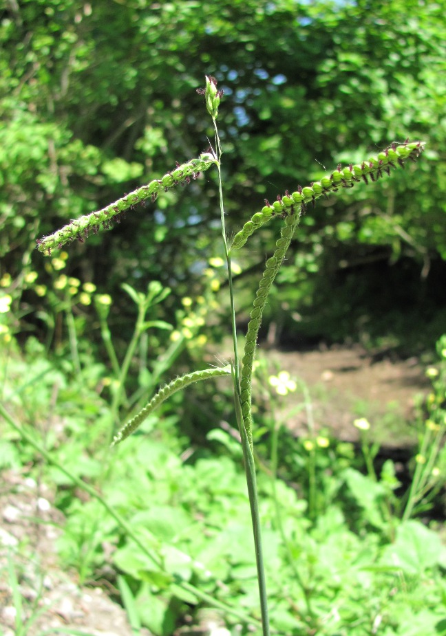 Изображение особи Paspalum dilatatum.