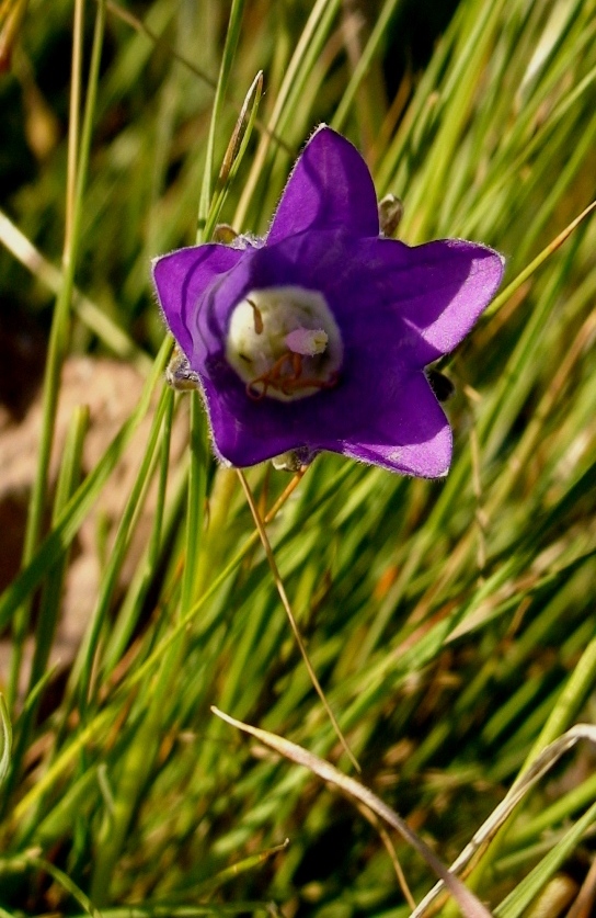Изображение особи Campanula aucheri.