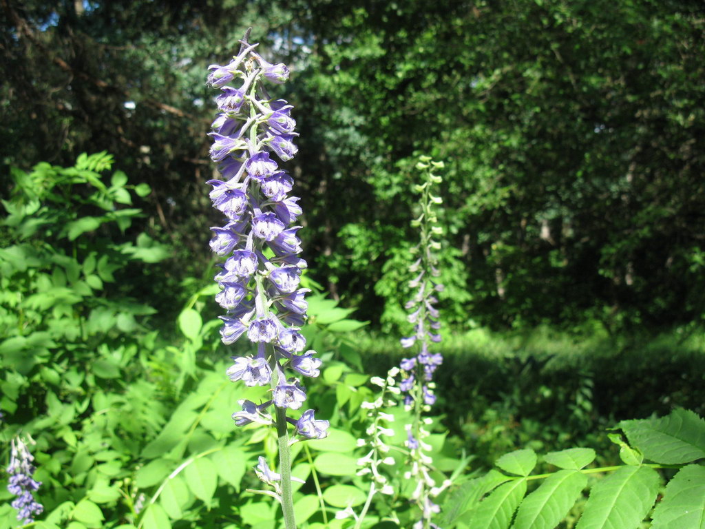 Image of Delphinium fissum specimen.