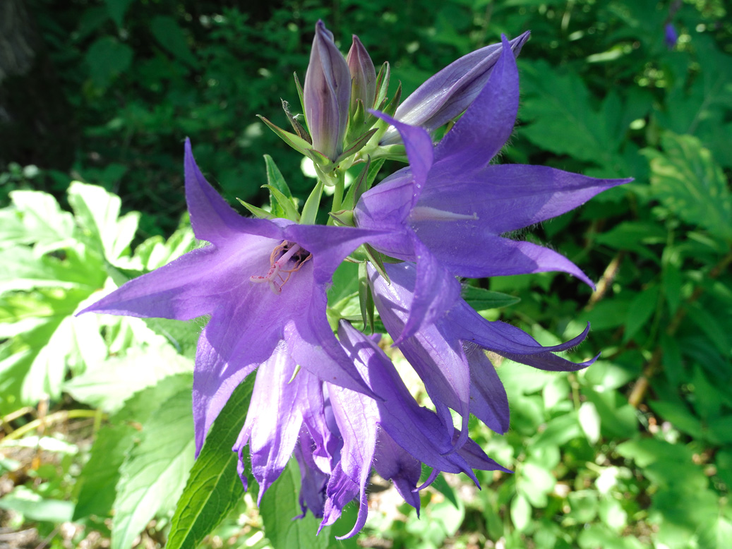 Изображение особи Campanula latifolia.