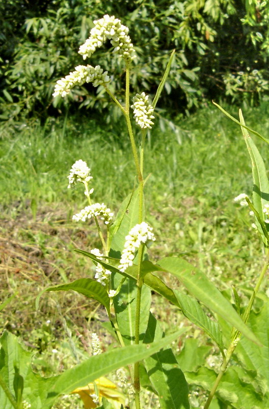 Image of Persicaria lapathifolia specimen.