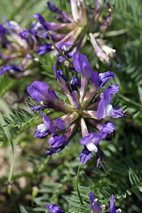 Изображение особи Astragalus masenderanus.