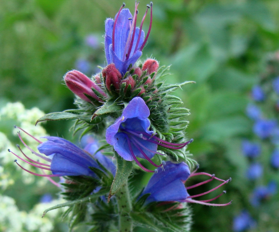 Image of Echium vulgare specimen.