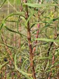 Hieracium filifolium