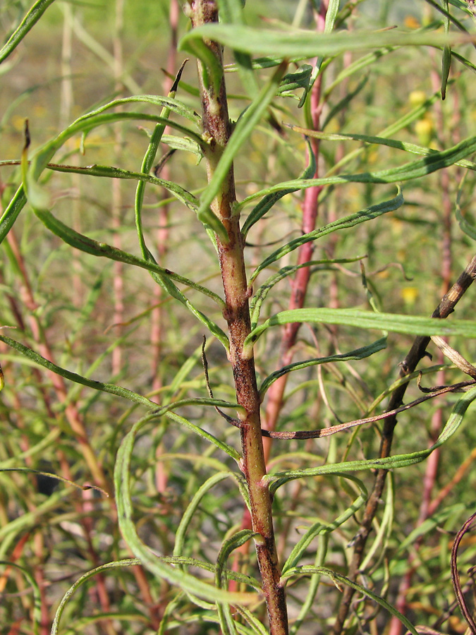 Изображение особи Hieracium filifolium.