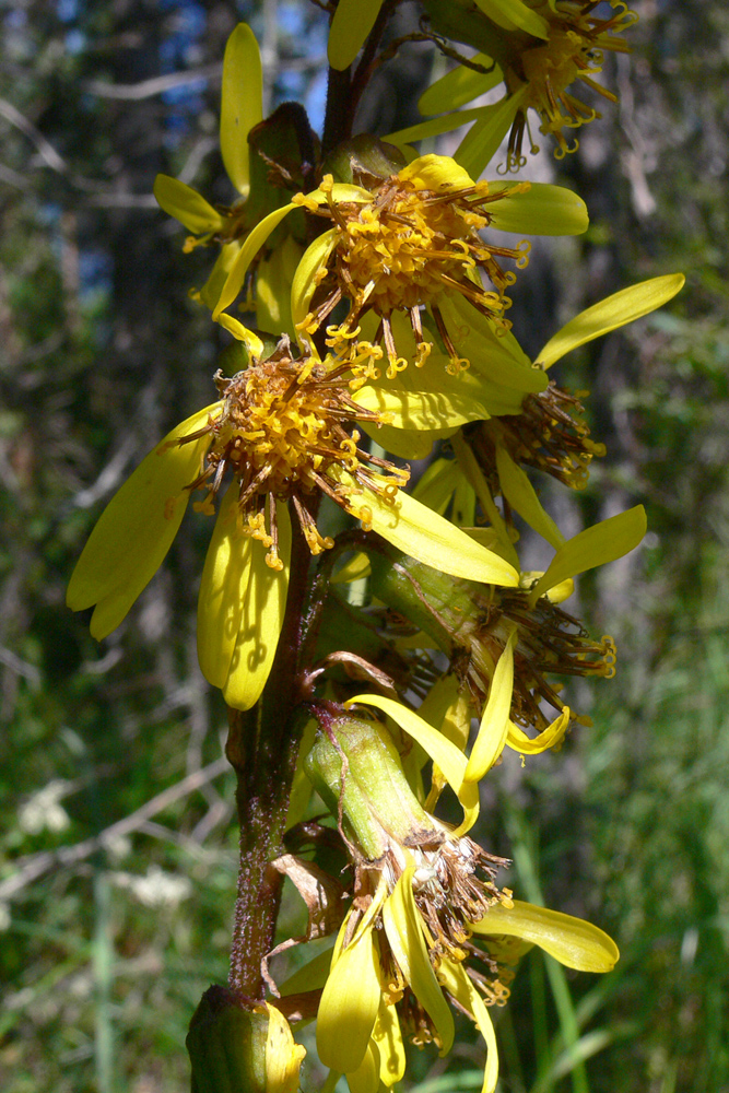 Image of Ligularia sibirica specimen.