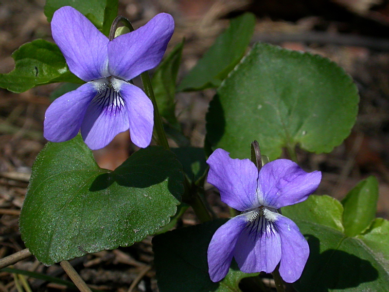 Изображение особи Viola riviniana.