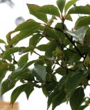 Stewartia pseudocamellia. Ветвь с плодами. Нидерланды, г. Venlo, \"Floriada 2012\". 11.09.2012.