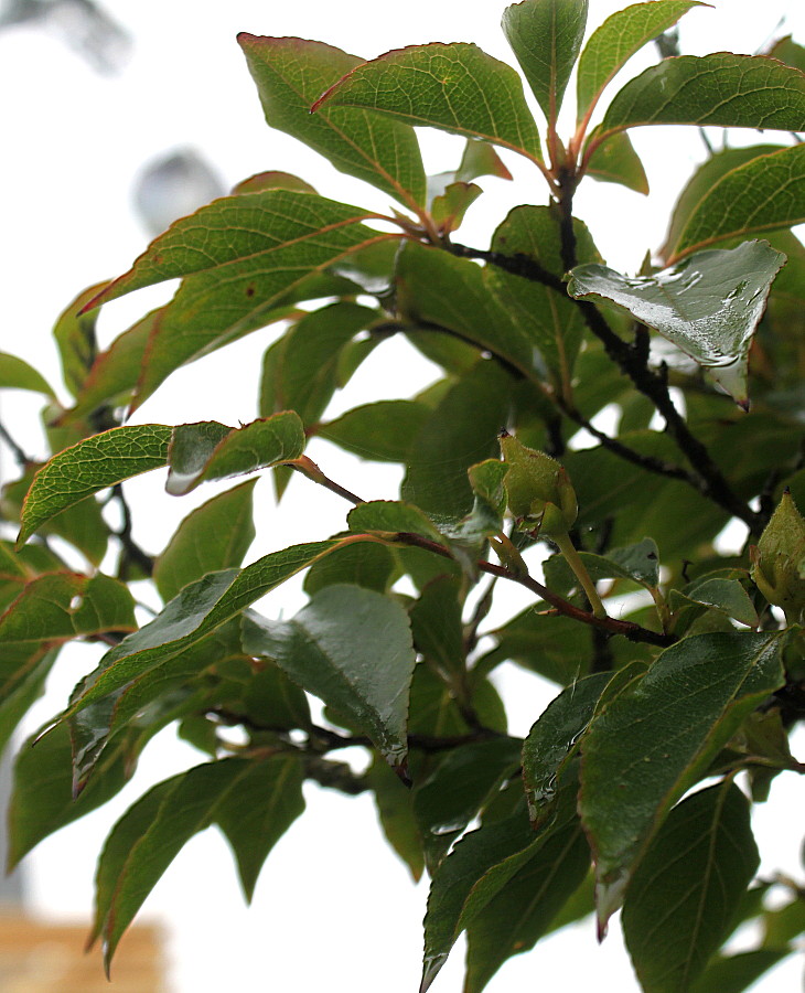 Изображение особи Stewartia pseudocamellia.