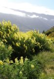 Lupinus arboreus