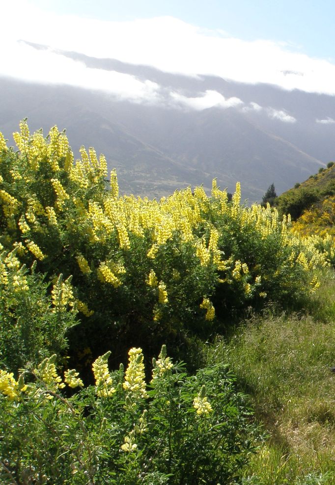 Image of Lupinus arboreus specimen.