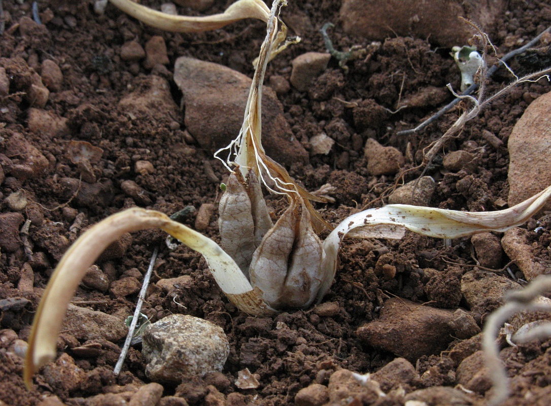 Изображение особи Colchicum triphyllum.