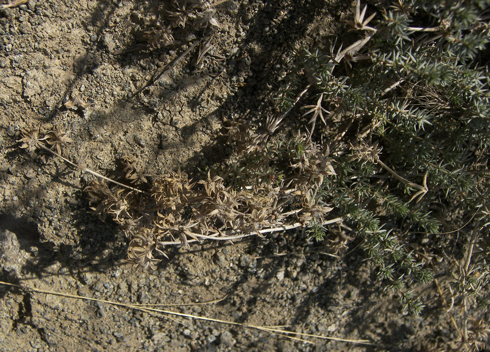 Image of Asperula glomerata specimen.