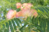 Albizia julibrissin