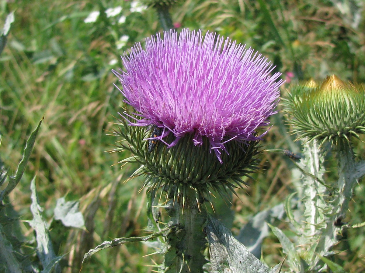 Image of Onopordum acanthium specimen.